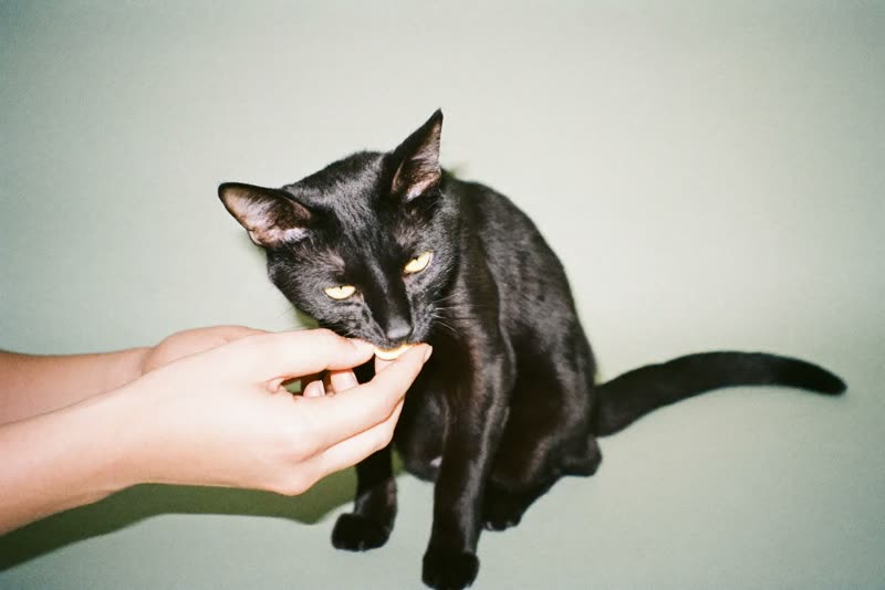 Hands offering a treat to a black cat leaning in to sniff