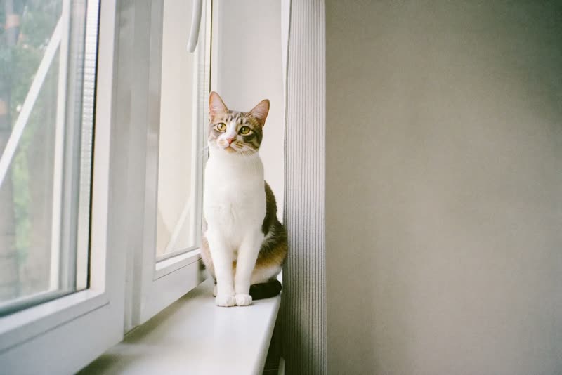 A cat sitting on a windowsill in soft daylight