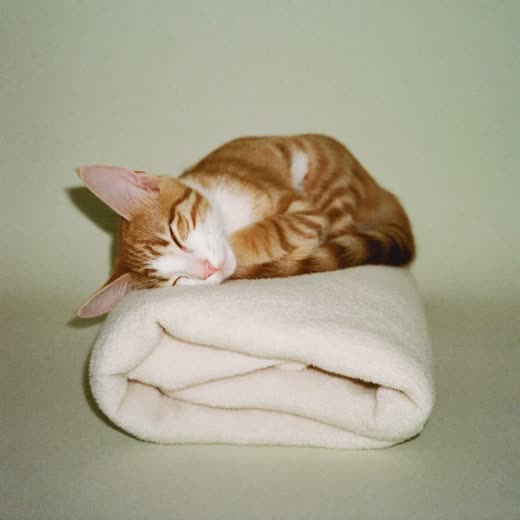 A ginger kitten asleep on a folded blanket